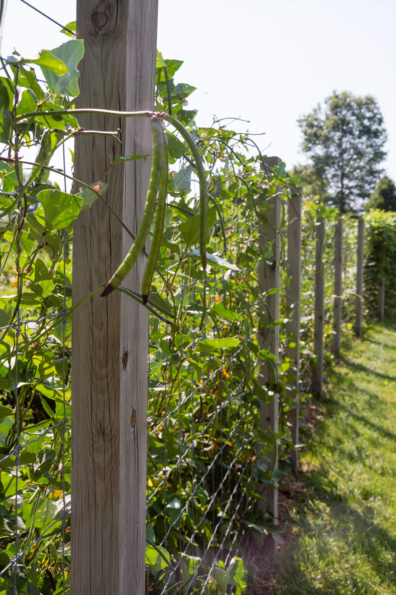 Garden Of Eatin At The Inn At Little Washington Rappahannock