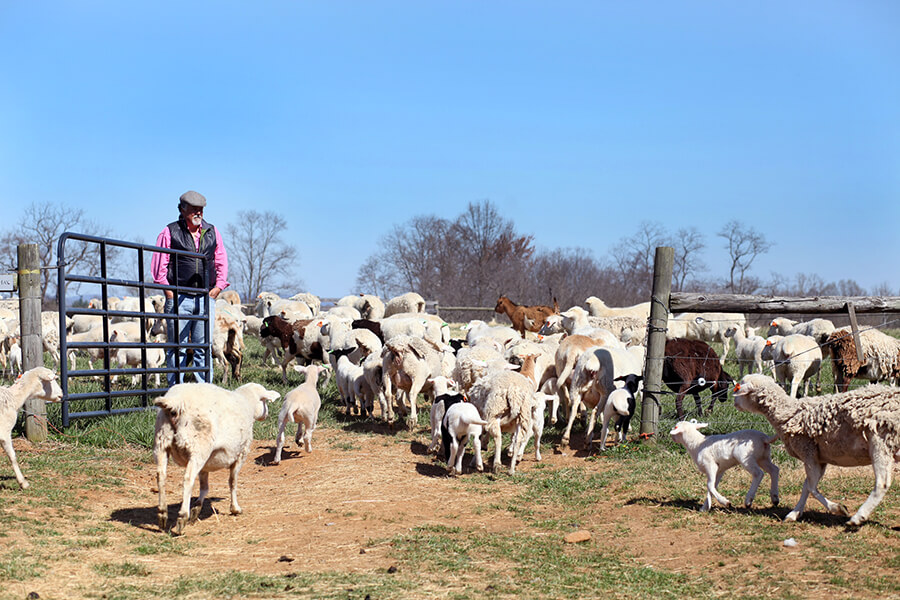 IMG_1969_Over_Jordan_Farm_Mike_Sands_Credit_Paula_Combs_w