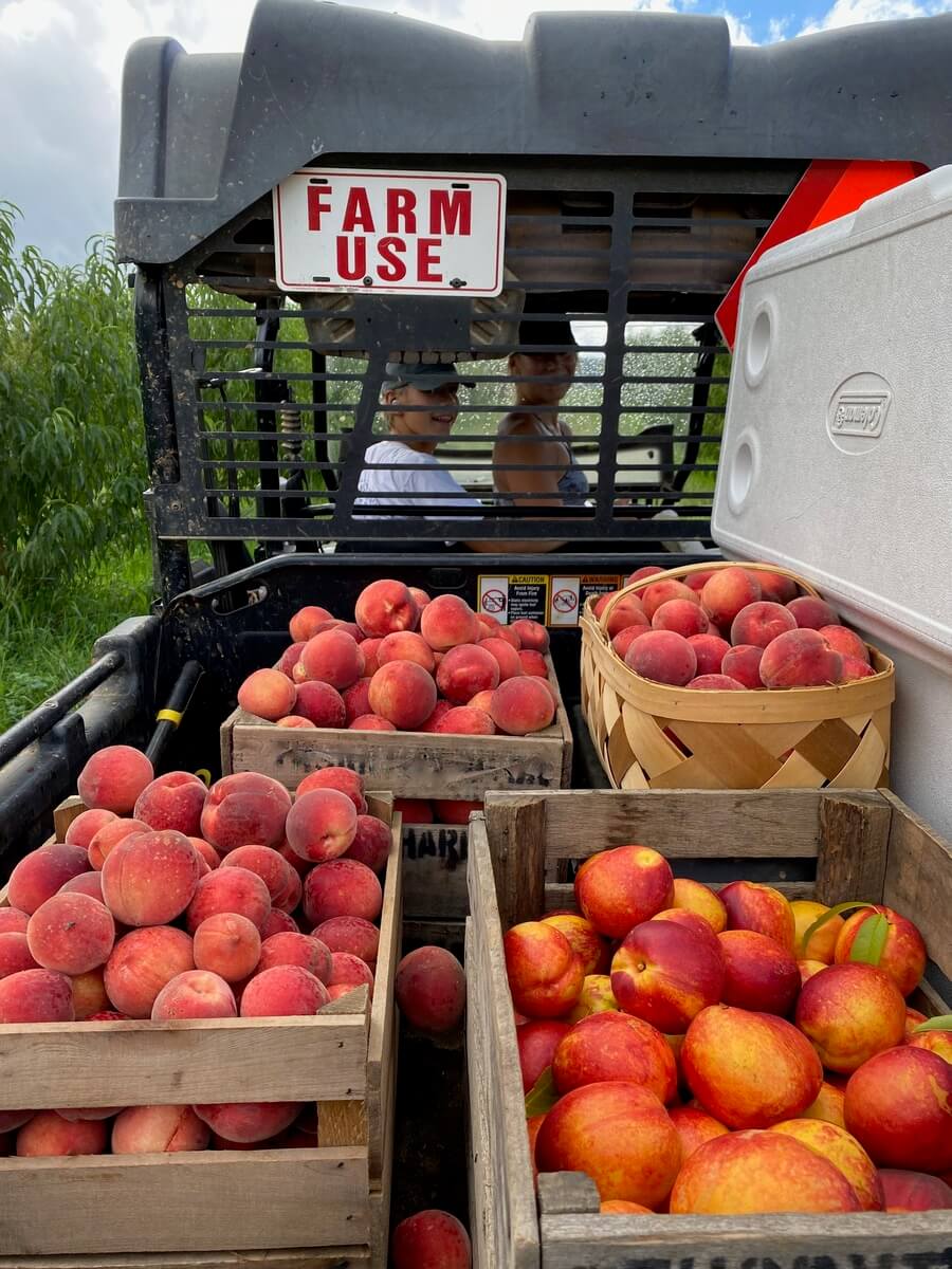 Farm Fresh Apple – We Deliver