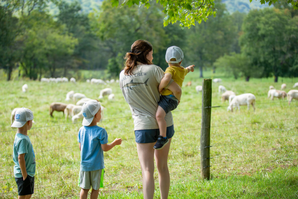 BeanHollowGrassfed_2024_194