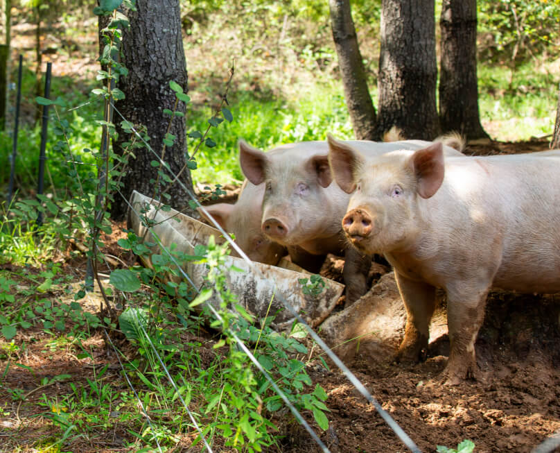 BeanHollowGrassfed_cover-pigs
